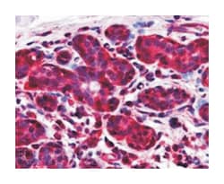 NIF3L1, Goat, Polyclonal Antibody, Abnova 100 &mu;g | Buy Online | Abnova Corporation | Fisher Scientific