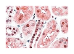 TRAF2, Goat, Polyclonal Antibody, Abnova 100 &mu;g | Buy Online | Abnova Corporation | Fisher Scientific