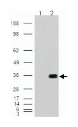 HADH, Goat, Polyclonal Antibody, Abnova 100&mu;g; Unlabeled:Antibodies