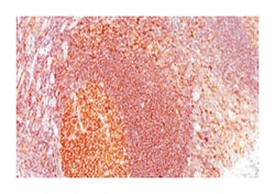 MALT1, Mouse, Clone: MT1/410, Abnova 100&mu;g; Unlabeled:Antibodies, Monoclonal