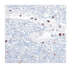 Granulocyte, Mouse, Clone: BM-2, Abnova 100&mu;g; Unlabeled:Antibodies,