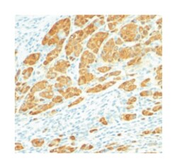 S100 Mouse anti-Bovine, Human, Mouse, Rat, Clone: 4C4.9, Abnova 100&mu;g;