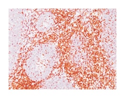 CD6, Mouse, Clone: C6/372, Abnova 100&mu;g; Unlabeled:Antibodies, Monoclonal