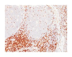 CD5, Mouse, Clone: CD5-54-F6, Abnova 100&mu;g; Unlabeled:Antibodies, Monoclonal