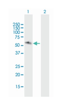 jerky homolog (mouse), Mouse, Purified MaxPab™ Polyclonal Antibody, Abnova™