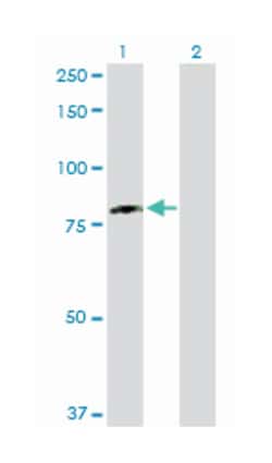 DEAD (Asp-Glu-Ala-Asp) box polypeptide 3, Y-linked, Rabbit, Purified MaxPab Polyclonal Antibody, Abnova 100 &mu;g | Buy Online | Abnova Corporation | Fisher Scientific