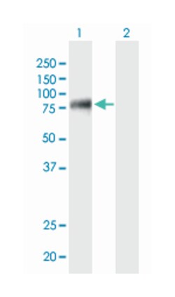 eukaryotic translation initiation factor 4 gamma, 3, Mouse, Clone: 1H5, Abnova&trade;