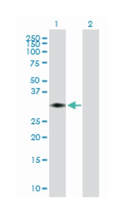 syntaxin 11, Mouse, Purified MaxPab Polyclonal Antibody, Abnova 50&mu;g;
