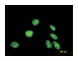 endothelial differentiation-related factor 1 (B02), Mouse anti-Human, Polyclonal Antibody, Abnova 50 &mu;L | Buy Online | Abnova Corporation | Fisher Scientific