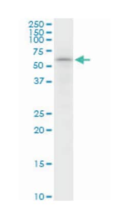 sorting nexin 4, Mouse, Purified MaxPab Polyclonal Antibody, Abnova 50&mu;g;