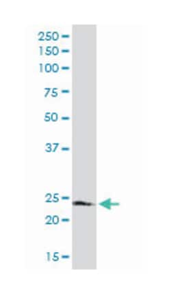 Fas (TNFRSF6)-associated via death domain, Rabbit, Purified MaxPab Polyclonal