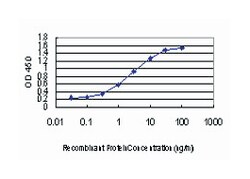 cyclin-dependent kinase-like 1 (CDC2-related kinase), Mouse, Clone: 1F12,