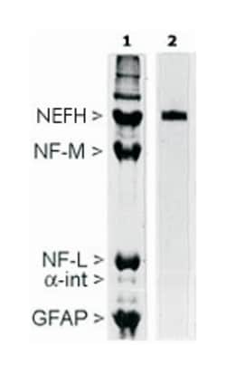 NEFH, Mouse, Clone: NAP4, Abnova 100&mu;L; Unlabeled:Antibodies, Monoclonal