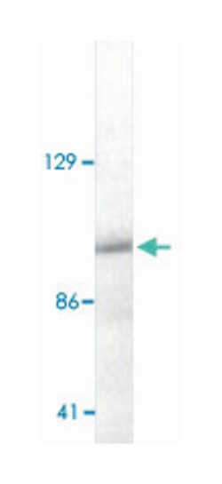 ERCC4, Mouse, Clone: 219, Abnova 100&mu;g; Unlabeled:Antibodies, Monoclonal