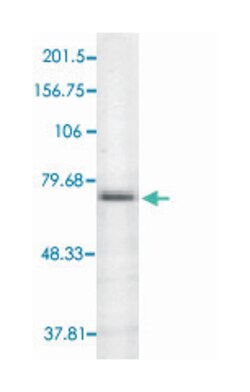 Trpv3, Mouse, Clone: S15-4, Abnova 100&mu;g; Unlabeled:Antibodies, Monoclonal