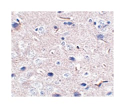 Pdcd1, Mouse, Clone: 12A7D7, Abnova 100&mu;g; Unlabeled:Antibodies, Monoclonal