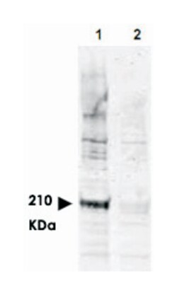 CDC16 (phospho T580), Rabbit anti-Human, Polyclonal Antibody, Abnova 100&mu;g;