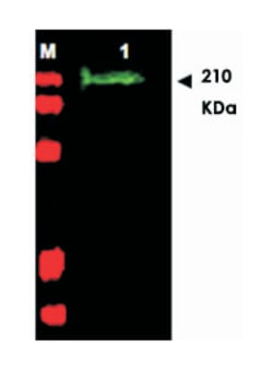 SLIT2 Rabbit anti-Bovine, Chicken, Clawed frog, Human, Mouse, Rat, Polyclonal Antibody, Abnova 100 &mu;g | Buy Online | Abnova | Fisher Scientific