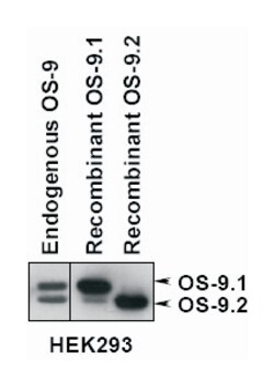 OS9, Rabbit, Polyclonal Antibody, Abnova 100&mu;L; Unlabeled:Antibodies,