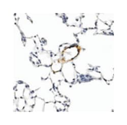 LYVE1 Rabbit anti-Human, Mouse, Polyclonal Antibody, Abnova 100&mu;L; Unlabeled:Antibodies,