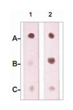 NF1 Rabbit anti-Bovine, Dog, Human, Mouse, Rat, Polyclonal Antibody, Abnova 100 &mu;g | Buy Online | Abnova Corporation | Fisher Scientific