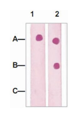 PTEN (phospho S385), Rabbit anti-Human, Mouse, Rat, Polyclonal Antibody, Abnova 100 &mu;g | Buy Online | Abnova | Fisher Scientific
