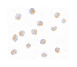 ATF6 Rabbit anti-Human, Mouse, Polyclonal Antibody, Abnova 100&mu;g; Unlabeled:Anticuerpos