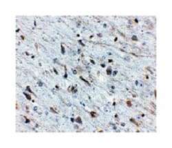 FKBP15, Rabbit, Polyclonal Antibody, Abnova 100&mu;g; Unlabeled:Antibodies,