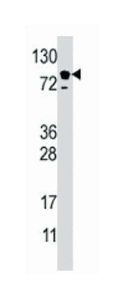 EPS15 Rabbit anti-Human, Polyclonal Antibody, Abnova 400 &mu;L | Buy Online | Abnova | Fisher Scientific