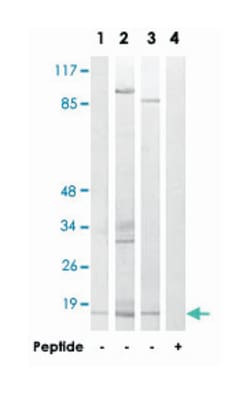MRPL14 Rabbit anti-Human, Mouse, Rat, Polyclonal Antibody, Abnova 100&mu;g;
