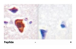 C5AR1 Rabbit anti-Human, Polyclonal Antibody, Abnova 100&mu;g; Unlabeled:Antibodies,