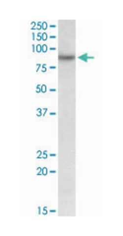 RUFY1, Goat, Polyclonal Antibody, Abnova 100&mu;g; Unlabeled:Antibodies,