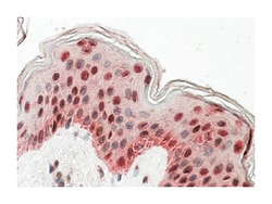 TIAL1, Goat, Polyclonal Antibody, Abnova 100&mu;g; Unlabeled:Antibodies,