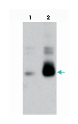 MYB (phospho T486), Rabbit anti-Mouse, Polyclonal Antibody, Abnova 100 &mu;g | Buy Online | Abnova | Fisher Scientific