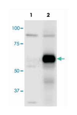 ATG13 (phospho S318), Rabbit anti-Human, Polyclonal Antibody, Abnova 100&mu;g;