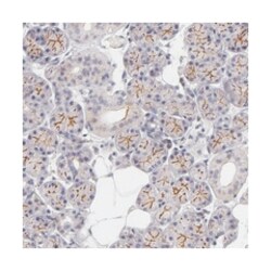 ATP2B3, Rabbit, Polyclonal Antibody, Abnova 100&mu;L; Unlabeled:Antibodies,