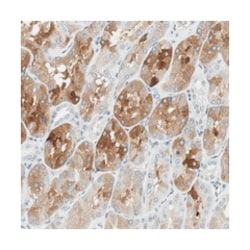 C14orf101, Rabbit, Polyclonal Antibody, Abnova 100&mu;L; Unlabeled:Antibodies,