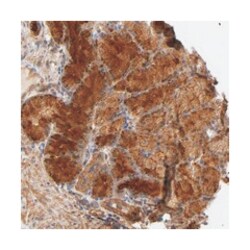 ROBLD3, Rabbit, Polyclonal Antibody, Abnova 100&mu;L; Unlabeled:Antibodies,