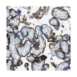 SDC1 Rabbit anti-Human, Polyclonal Antibody, Abnova 100&mu;L; Unlabeled:Antibodies,