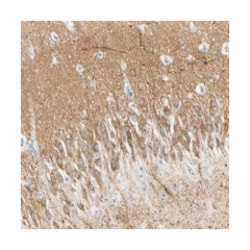 MAGI3 Rabbit anti-Human, Polyclonal Antibody, Abnova 100&mu;L; Unlabeled:Antibodies,