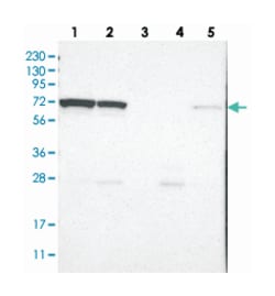 LRRC47 Rabbit anti-Human, Polyclonal Antibody, Abnova 100 &mu;L | Buy Online | Abnova | Fisher Scientific