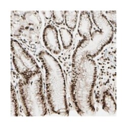 TSHZ3 Rabbit anti-Human, Polyclonal Antibody, Abnova 100 &mu;L | Buy Online | Abnova | Fisher Scientific