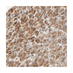 CCNB2, Rabbit, Polyclonal Antibody, Abnova 100&mu;L; Unlabeled:Antibodies,