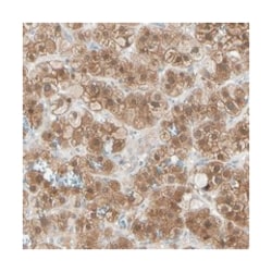LHPP Rabbit anti-Human, Polyclonal Antibody, Abnova 100&mu;L; Unlabeled:Antibodies,
