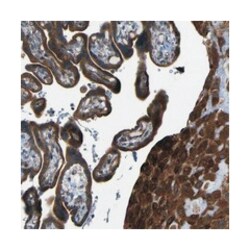 LEPREL1 Rabbit anti-Human, Polyclonal Antibody, Abnova 100 &mu;L | Buy Online | Abnova Corporation | Fisher Scientific