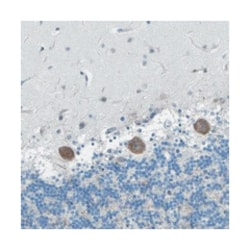 OPALIN, Rabbit, Polyclonal Antibody, Abnova 100 &mu;L | Buy Online | Abnova Corporation | Fisher Scientific