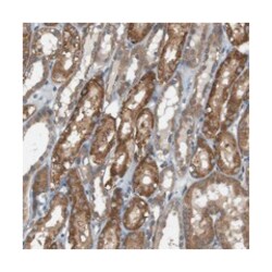 RNF130, Rabbit, Polyclonal Antibody, Abnova 100&mu;L; Unlabeled:Antibodies,