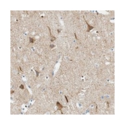 PTPRZ1, Rabbit, Polyclonal Antibody, Abnova 100 &mu;L | Buy Online | Abnova Corporation | Fisher Scientific