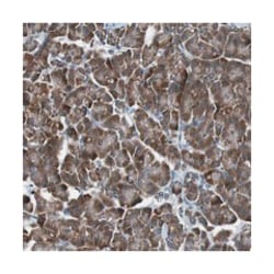CISD2 Rabbit anti-Human, Polyclonal Antibody, Abnova 100 &mu;L | Buy Online | Abnova Corporation | Fisher Scientific