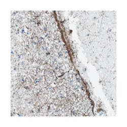 SLC30A4, Rabbit, Polyclonal Antibody, Abnova 100&mu;L; Unlabeled:Antibodies,